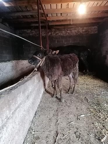 Продаю | Музоо, торпок | Полукровка | На откорм | Привязанные