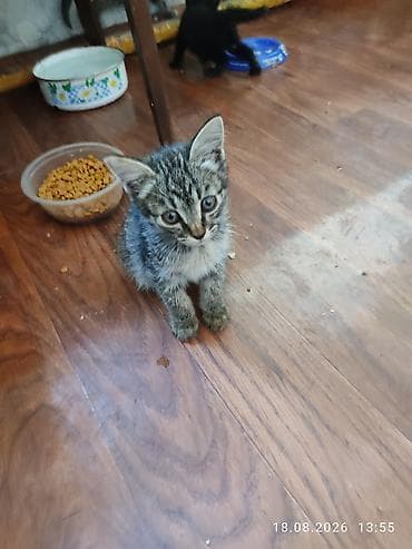 Отдам даром кошку: Кошка даром: Беспородная, 2 месяца, Мальчик, Приучена к лотку — 2