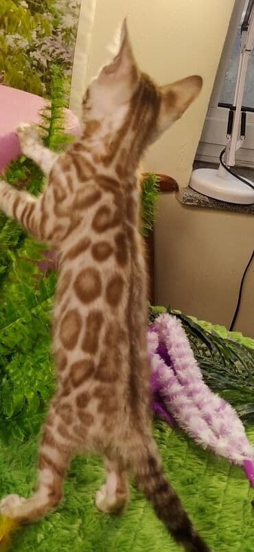 новорожденные котята: Друзья !!! питомник Бен Гла Мур с радостью предлагает новый помет. от — 28