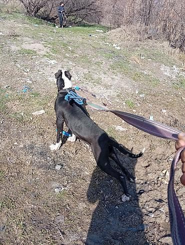 Питбуль, 1 год, Самец, С прививкой at lalafo.kg Питбуль, 1 год, Самец, С прививкой