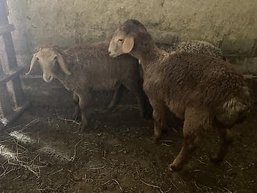 ош кой: Продаю | Ягненок | Гиссарская, Полукровка, Эдильбаевская | На забой, Для разведения | Ярка — 5