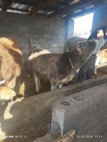 Продаю | Бык (самец) | На откорм | Привязанные