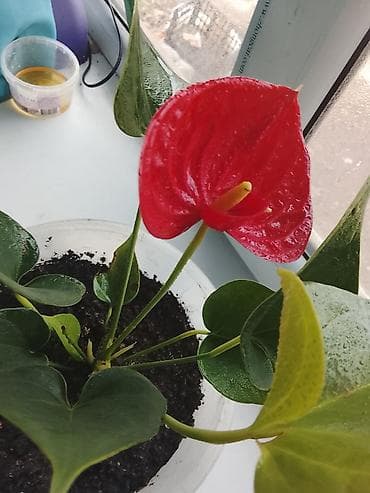 Антуриум (Anthurium andreanum) в горшке - Компактное комнатное
