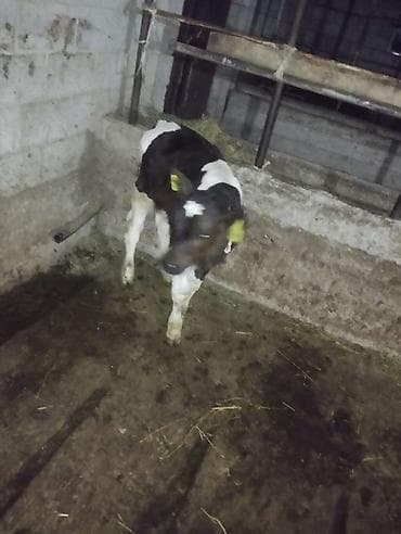 Айыл-чарба жаныбарлары: Сатам | Уй (ургаачы) | Голштин | Көбөйтүү үчүн | Музоологондон кийин — 3