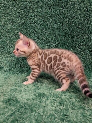 доброй: Всем Привет .!!!. В питомнике Бен Гла Мур. долгожданные новые детки — 8