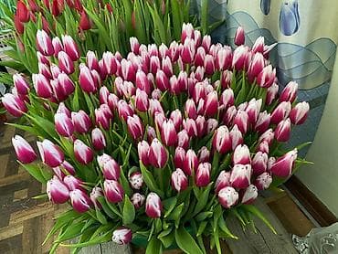 Тюльпаны срезанные — разноцветные сорта - Ассортимент: классические at lalafo.kg Тюльпаны срезанные — разноцветные сорта - Ассортимент: классические