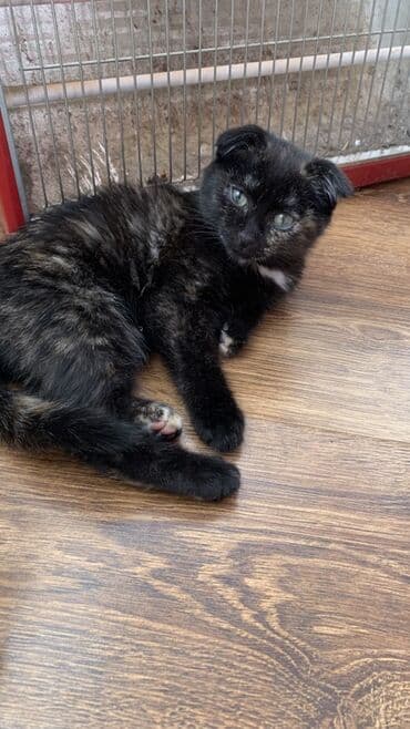 купить вислоухого котенка: Котёнок, короткошёрстный, окраса черепаховый (преимущественно чёрный с — 2