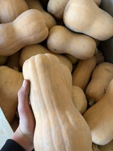 уголь семечка: Тыква Баттернат (мускатная) - Сорт: butternut (грушеобразная форма — 2