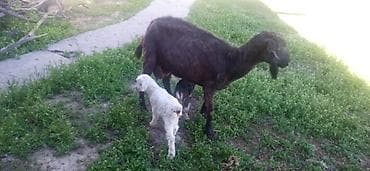 швицкая порода: Продаю | Коза (самка) | Для разведения — 3