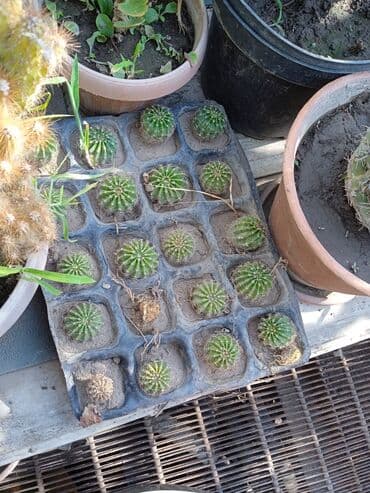 мантышницы бишкек: Продам кактусы — 12