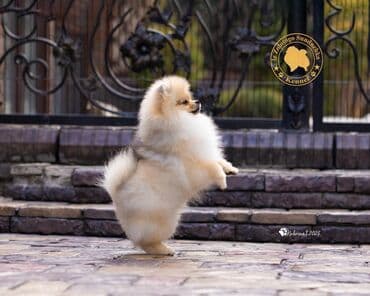 тайган рабочий: Шпиц, 3 месяца, Самец, С прививкой, С родословной — 5