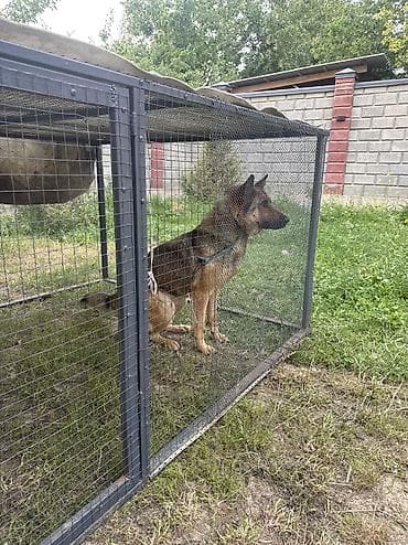 королевский дог цена: Продается собака цена договорная — 1