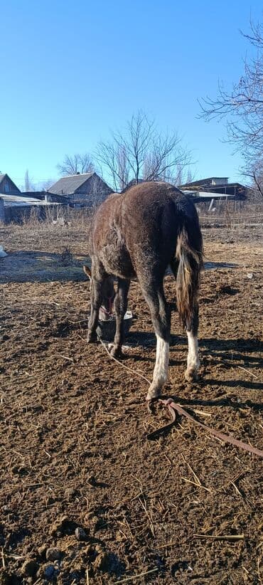Продаю | Жеребенок | Полукровка | Рабочий