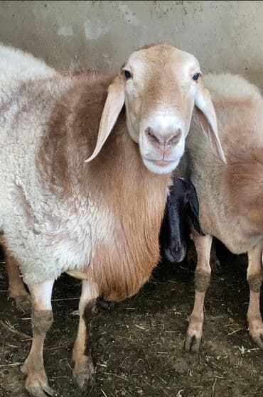 Кочкор сатылат 3 жаш at lalafo.kg Кочкор сатылат 3 жаш