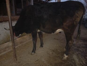 дойныйе коровы: Продаю | Бык (самец) | На откорм | Племенные — 1