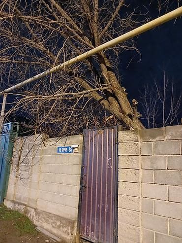 Отдам даром дерево