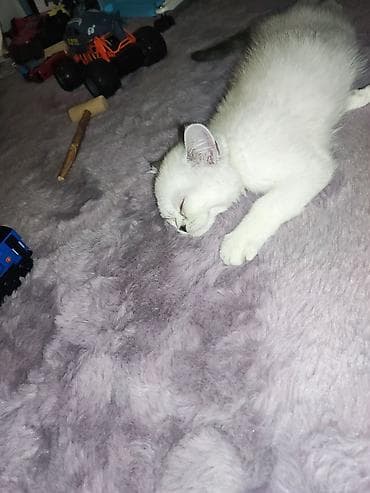 сиямские котята: Продаю Белую скотиш страйт, окрас белая шиншилла,только хвостик серый — 2