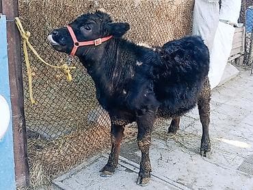 животные крс: Продаю | Тёлка, Корова (самка), Музоо, торпок | Ангус, Абердин-ангус | Для молока, На забой, Для разведения | Племенные, Искусственник — 2