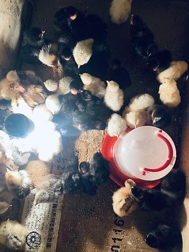 Куры, петухи: Продаю | Цыплята | Бройлерная | На забой, Для разведения, Несушки — 3