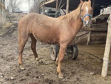 арабский жеребец купить: Продаю | Кобыла (самка) | Дончак | Для разведения | Племенные — 1