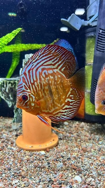 фильтр аквариум: Дискусы для аквариума (пара) - Породы: классические дискусы с — 2