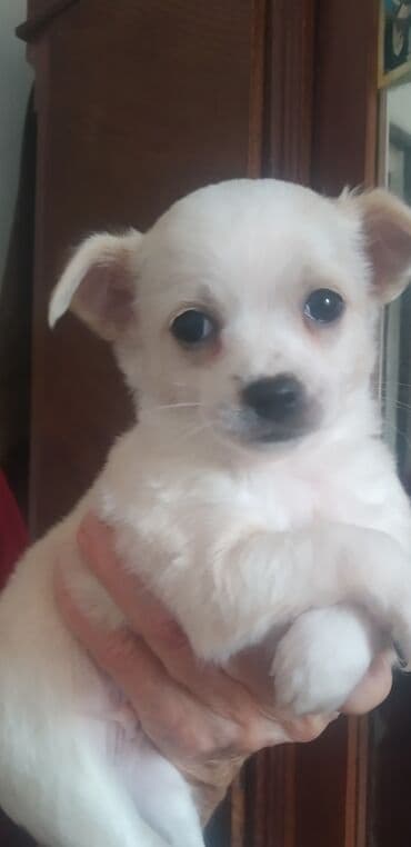 дратхаар рабочий: Чихуахуа, 2 месяца, Самец, С родословной — 3