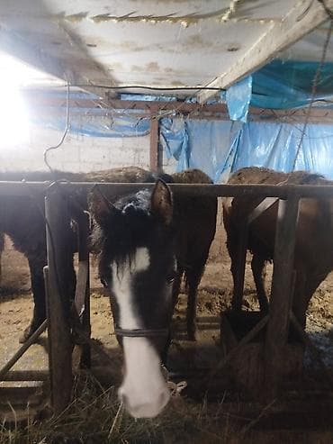 тай лошадь: Продаю | Жеребец | Рабочий — 6