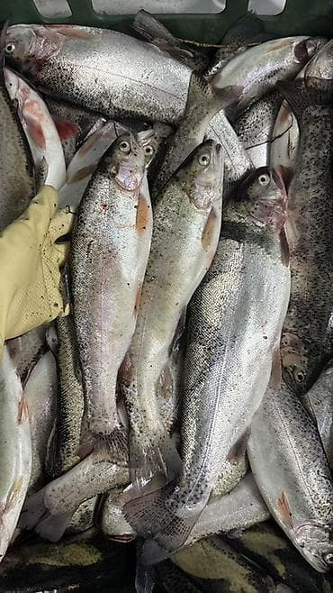 ролл шторы цена бишкек: ❗️Только завтра 23 Февраля в Бишкеке Форель от 380 до 480 сом за кг — 4