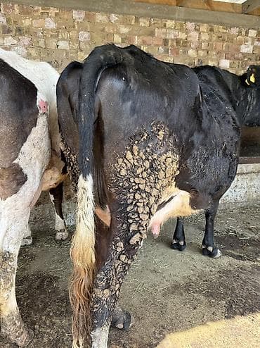 эшек жаныбар: Сатам | Уй (ургаачы) | Сүт алуу үчүн | Музоологондон кийин — 7