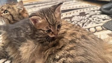 трехцветная кошка: Раздаем котят!!! помогите найти дом!! — 5