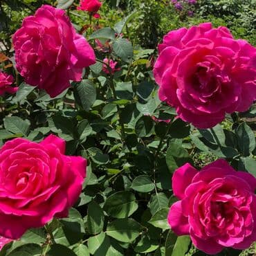 продажа домов шопоков: Дача, 55 м², 5 комнат, Старый ремонт — 11