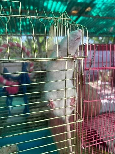 Другие животные: Белые домашние крысы для содержания в качестве питомцев. Эти грызуны — 2