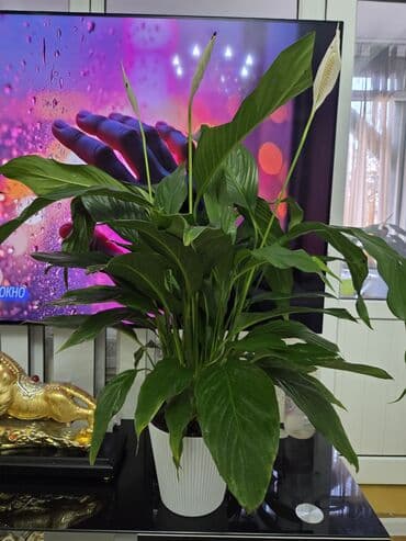 водоросли для аквариума купить: Комнатные растения в горшках: - Каланхоэ, бегония тигровая — 25