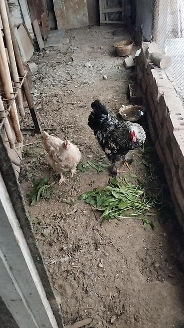 попугай жако: Продаю | Куры | Для разведения — 2