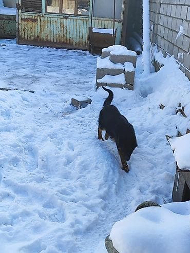 fermer kg: Продаю немецкую овчарку 4 месяца с прививкой на фото родители — 8