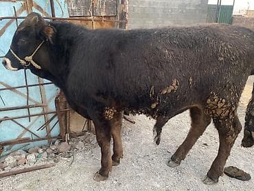 бычки порода: Продаю | Бык (самец) | На откорм | Привязанные — 4