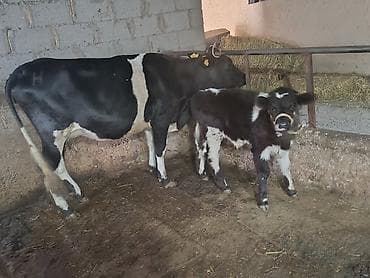 комбикорм для коров: Продаю | Корова (самка) | Для молока | После отела — 1