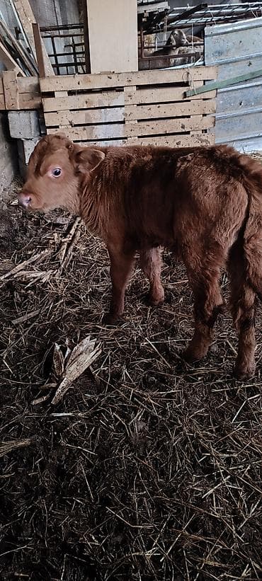 Продаю | Бык (самец) | Алатауская | На откорм at lalafo.kg Продаю | Бык (самец) | Алатауская | На откорм