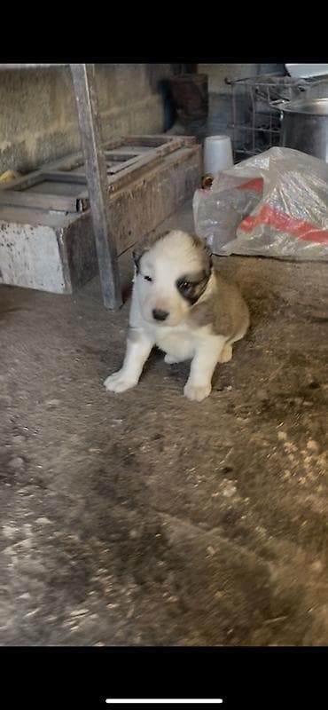 щенки русский спаниель: Продается чистокровный алабай щенки почти месяц крупные бодрые — 3