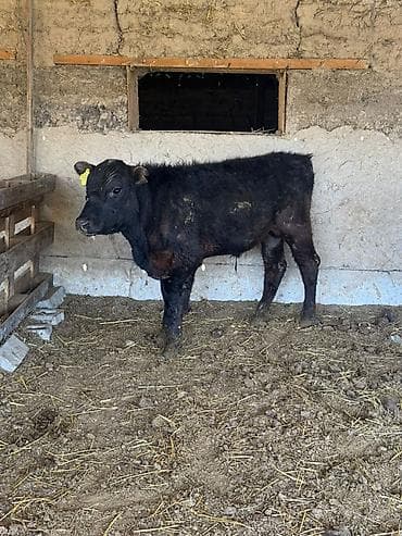 ит ош итер: Продаю | Бык (самец) | На откорм — 7