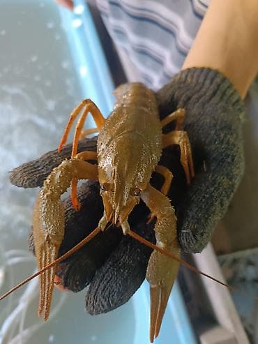 живые креветки купить: 🦞 В продаже живые, свежевыловленные раки! За заказом — в личные — 1