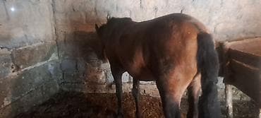 Продаю | Жеребец | На забой