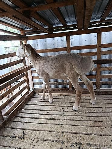 кролики белый великан: Продаю | Ягненок | Арашан | Для разведения — 6