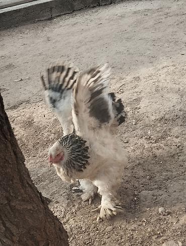 куры в токмаке: Продаю браму — 2