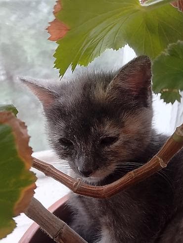 кошки крысоловы: Беспородная, 2 месяца, Девочка, Черепаховый, Приучена к лотку — 4
