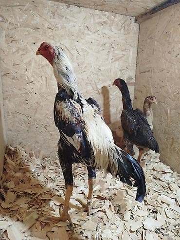 ули рута: Продаю | Куры — 3