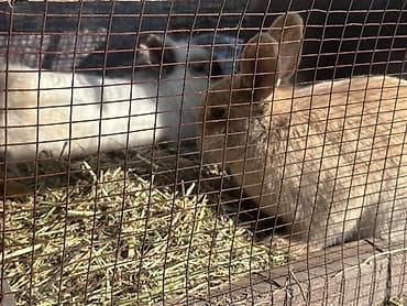 грызуны домашние: Кролики декоративные - Описание: кролики светло-рыжего и белого — 1