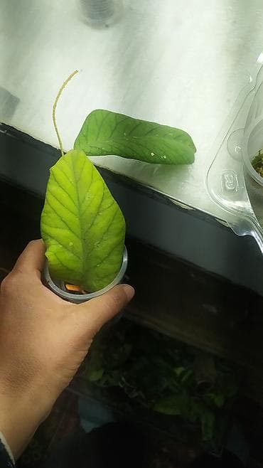 сом рыба: Продаю Хойя — 4