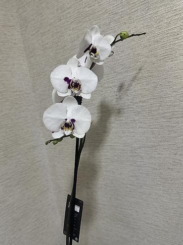 орхидея цена: Орхидеи сортовые в наличии.Биг липы,каменная роза,ароматная орхидея — 1