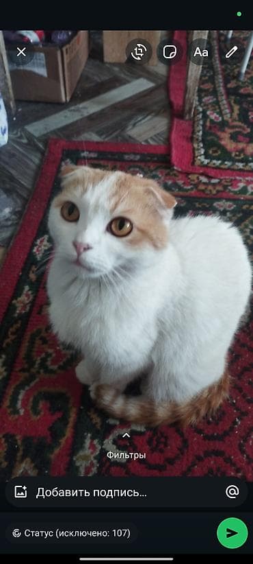 пит: Шотландские котята (вислоухие/страйт от вислоухой кошки) - Помёт от — 2